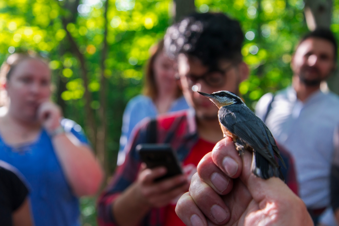 Red-breasted Nuthatch hold by a biologist, students are seen on background