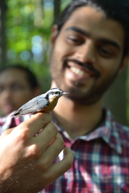 Biologist holds a red-breasted nuthatch in his hands, holding both legs of the birds with his index and thumb.