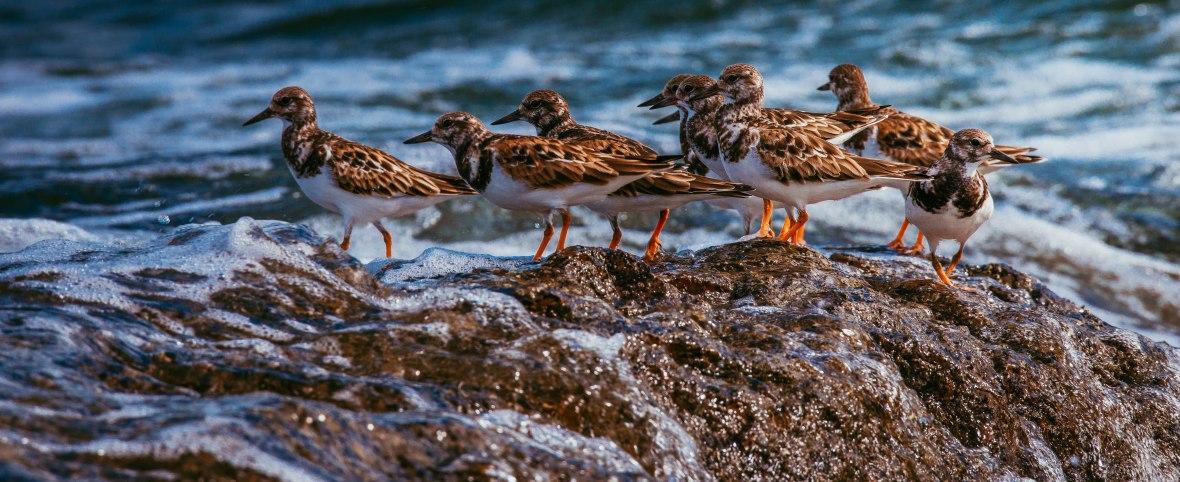 Ocho aves cafés con patas tojas y vientre blanco se posan sobre una roca en el mar, y reciben una ola.